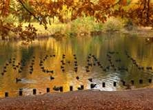 Fall Coots - PAM135