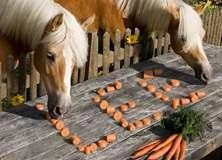 Horses Eating Carrots - PAM323