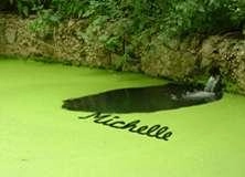 Duckweed Pond - PAM237