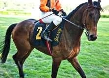 Horse Racing - PAM256