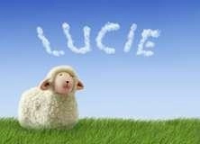 Sheep Meadow - PAM285