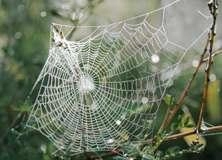 Spider Web - PAM290